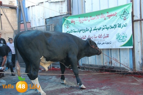 ada7y 116 n1 (38).JPG